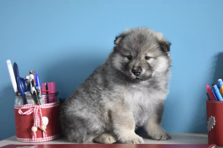 Animal dog HD Desktop Wallpaper | Background Image