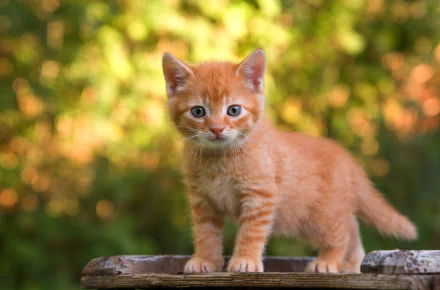 kitten Animal cat HD Desktop Wallpaper | Background Image