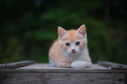 kitten Animal cat HD Desktop Wallpaper | Background Image