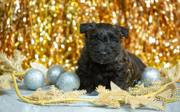 A 4K Ultra HD desktop wallpaper featuring a black puppy surrounded by silver ornaments and golden festive decorations, creating a warm, celebratory atmosphere.