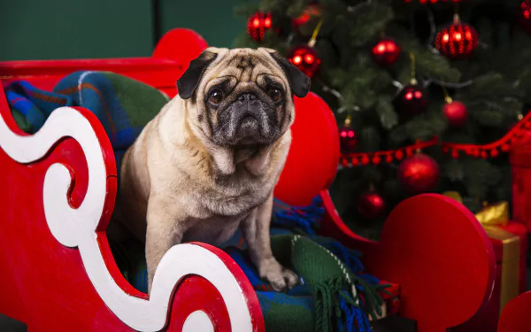 Animal pug HD Desktop Wallpaper | Background Image