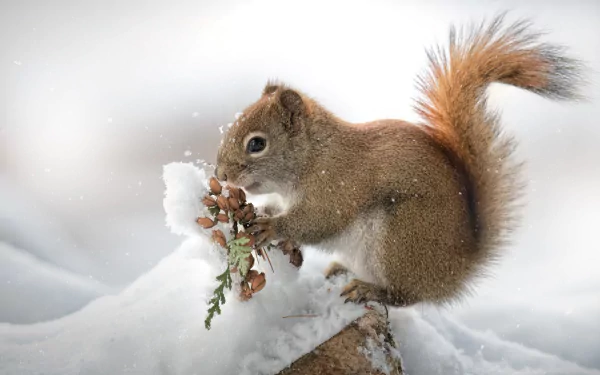 Animal squirrel HD Desktop Wallpaper | Background Image