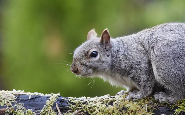 Animal squirrel HD Desktop Wallpaper | Background Image