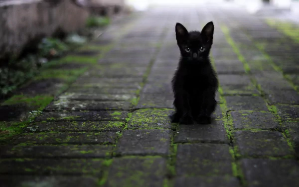 A cute kitten sitting in a lush green field, a perfect HD desktop wallpaper for all animal and cat lovers.