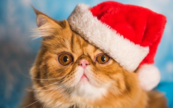 Animal Cat Cats Santa Hat HD Wallpaper | Background Image