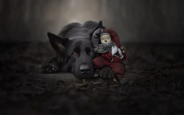 Animal german shepherd HD Desktop Wallpaper | Background Image