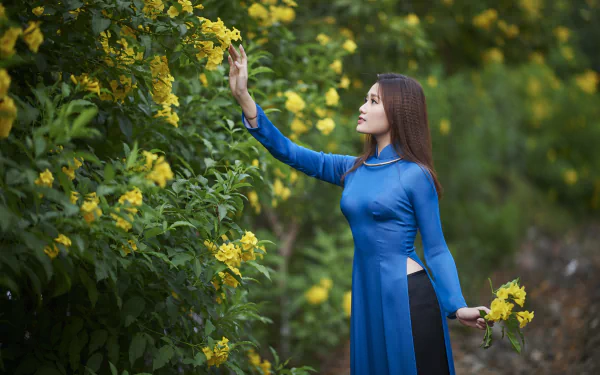 A woman in traditional blue attire gently reaches for yellow flowers in a lush garden, captured in stunning 4K Ultra HD for a PC desktop wallpaper.