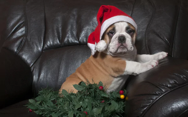 Animal bulldog HD Desktop Wallpaper | Background Image
