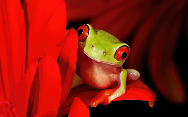 Animal red-eyed tree frog HD Desktop Wallpaper | Background Image