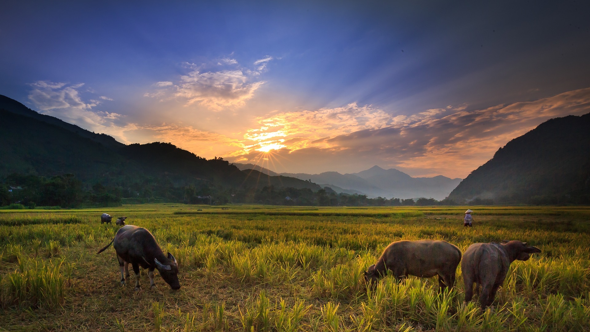 Buffalo HD Wallpapers and Backgrounds