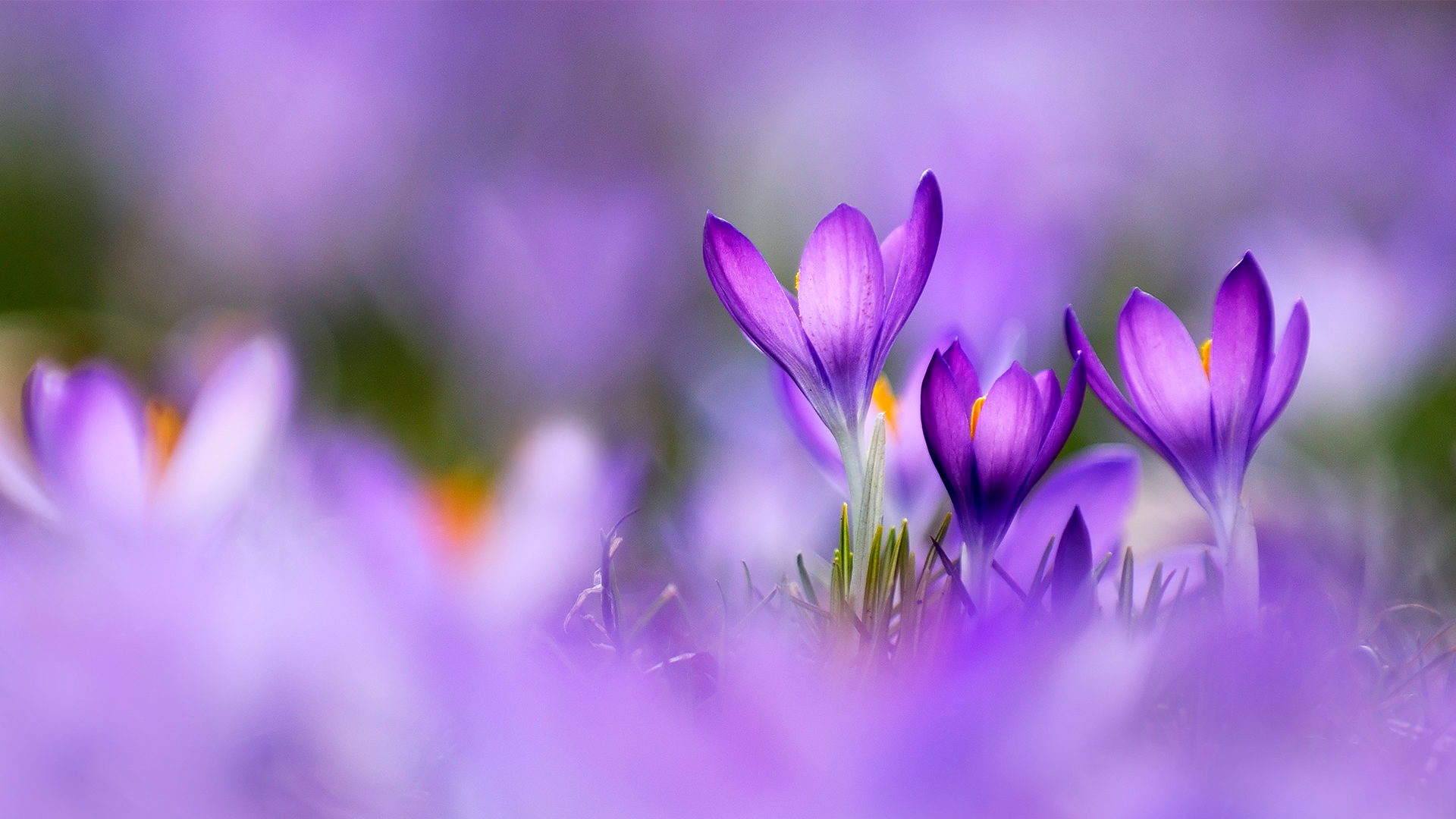 Colour of Spring by Raimund Linke
