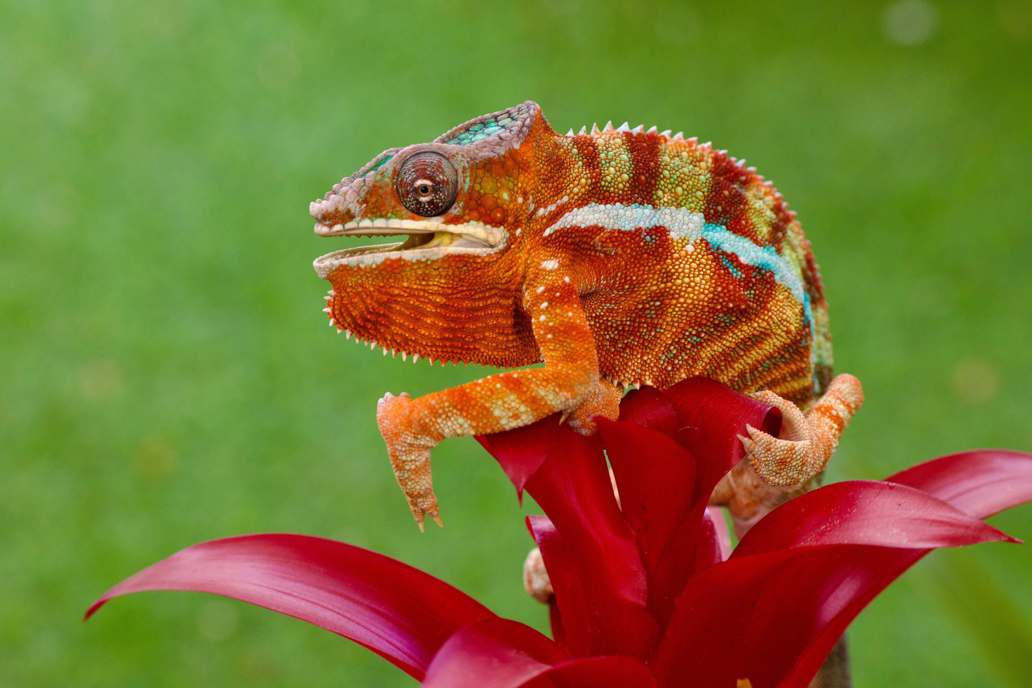 Animal Chameleon HD Wallpaper