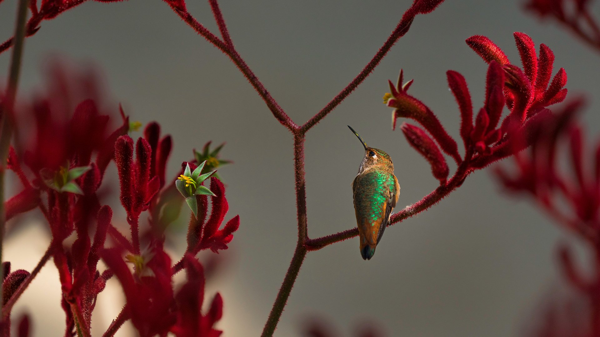 Allen s Hummingbird Wallpapers
