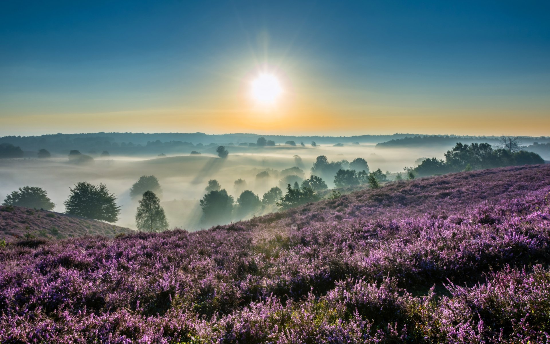 HD PC desktop wallpaper of a vibrant flower-covered landscape at dawn, with dense fog rolling over trees under a bright sunrise in nature.