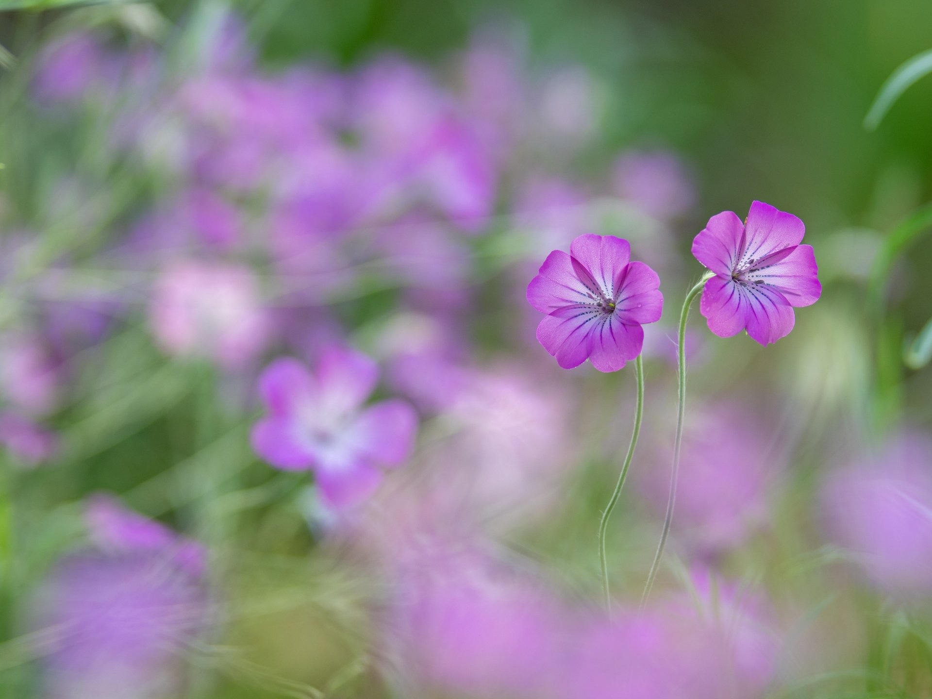 Download Nature Flower 4k Ultra HD Wallpaper