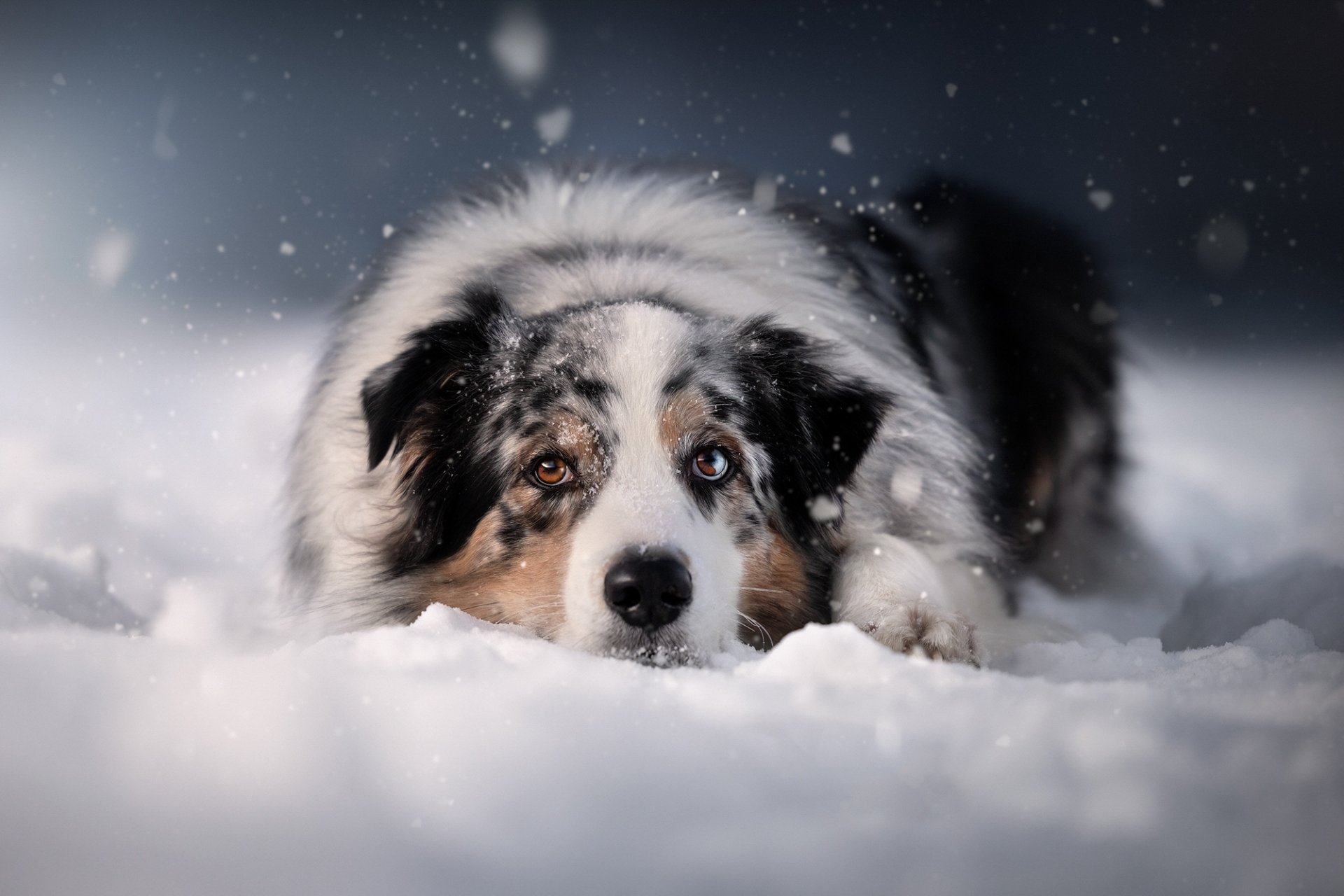 Download Animal Australian Shepherd HD Wallpaper