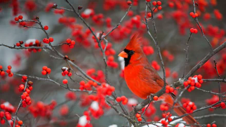  A northern cardinal perched in a common winterberry bush in Marion County, Illinois by Richard &amp; Susan Day