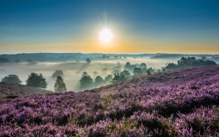 HD PC desktop wallpaper of a vibrant flower-covered landscape at dawn, with dense fog rolling over trees under a bright sunrise in nature.