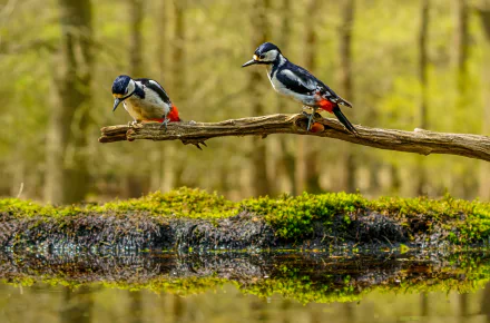 Animal woodpecker HD Desktop Wallpaper | Background Image