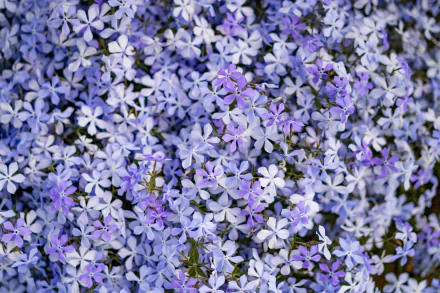 nature phlox HD Desktop Wallpaper | Background Image