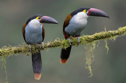  A pair of Black-billed Mountain-Toucan (andigena nigrirostris)