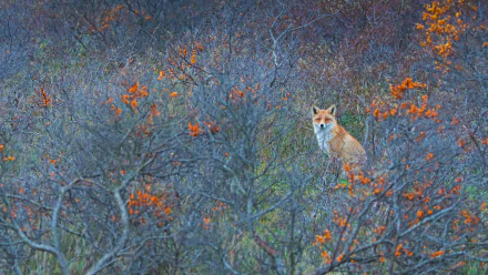  Red fox in Amsterdamse Waterleidingduinen Nature Reserve in the Netherlands by Edwin Giesbers