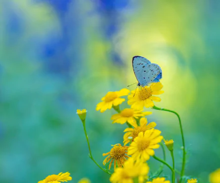 Animal butterfly HD Desktop Wallpaper | Background Image