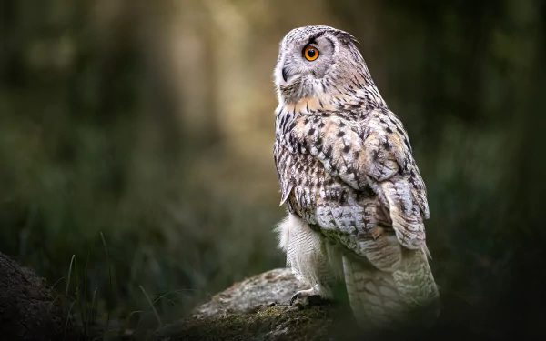 Animal owl HD Desktop Wallpaper | Background Image