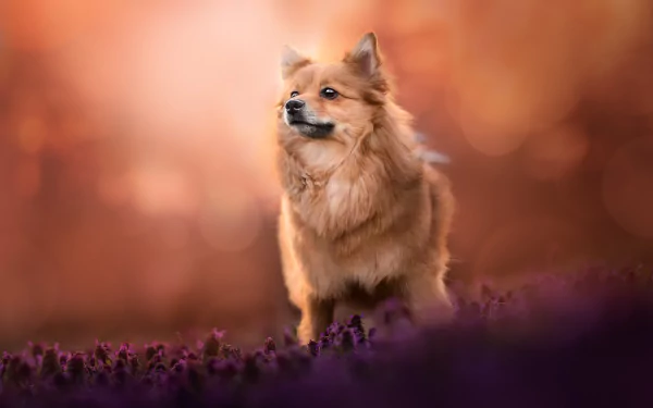Animal Pomeranian HD Desktop Wallpaper | Background Image