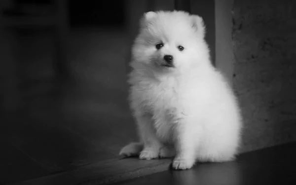 A fluffy puppy sitting on a grass field under the clear blue sky, perfect as an HD desktop wallpaper and background.