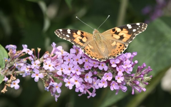 Animal Butterfly HD Wallpaper | Background Image
