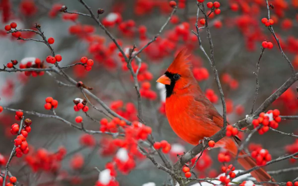  A northern cardinal perched in a common winterberry bush in Marion County, Illinois by Richard &amp; Susan Day