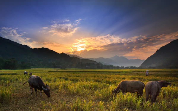Animal buffalo HD Desktop Wallpaper | Background Image