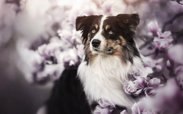 Animal border collie HD Desktop Wallpaper | Background Image