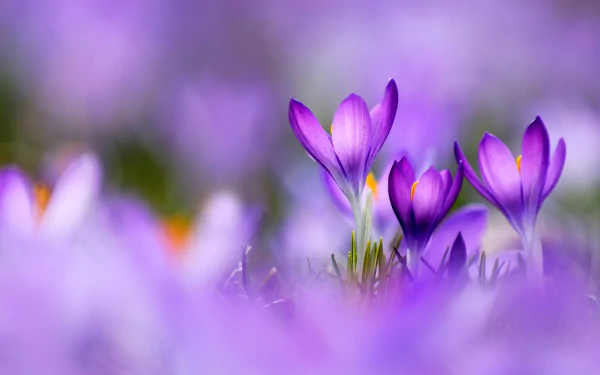 Purple crocuses blooming in a meadow under the clear blue sky, perfect for a vibrant and refreshing HD desktop wallpaper.