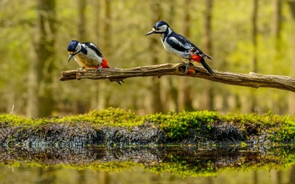 Animal Woodpecker Birds Woodpeckers HD Wallpaper | Background Image