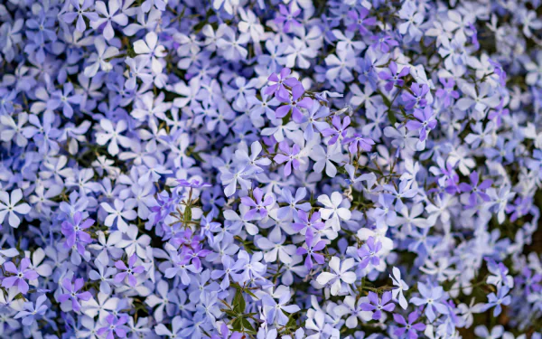 nature phlox HD Desktop Wallpaper | Background Image