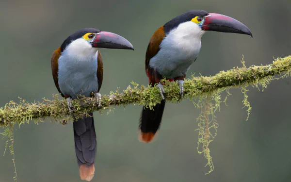  A pair of Black-billed Mountain-Toucan (andigena nigrirostris)