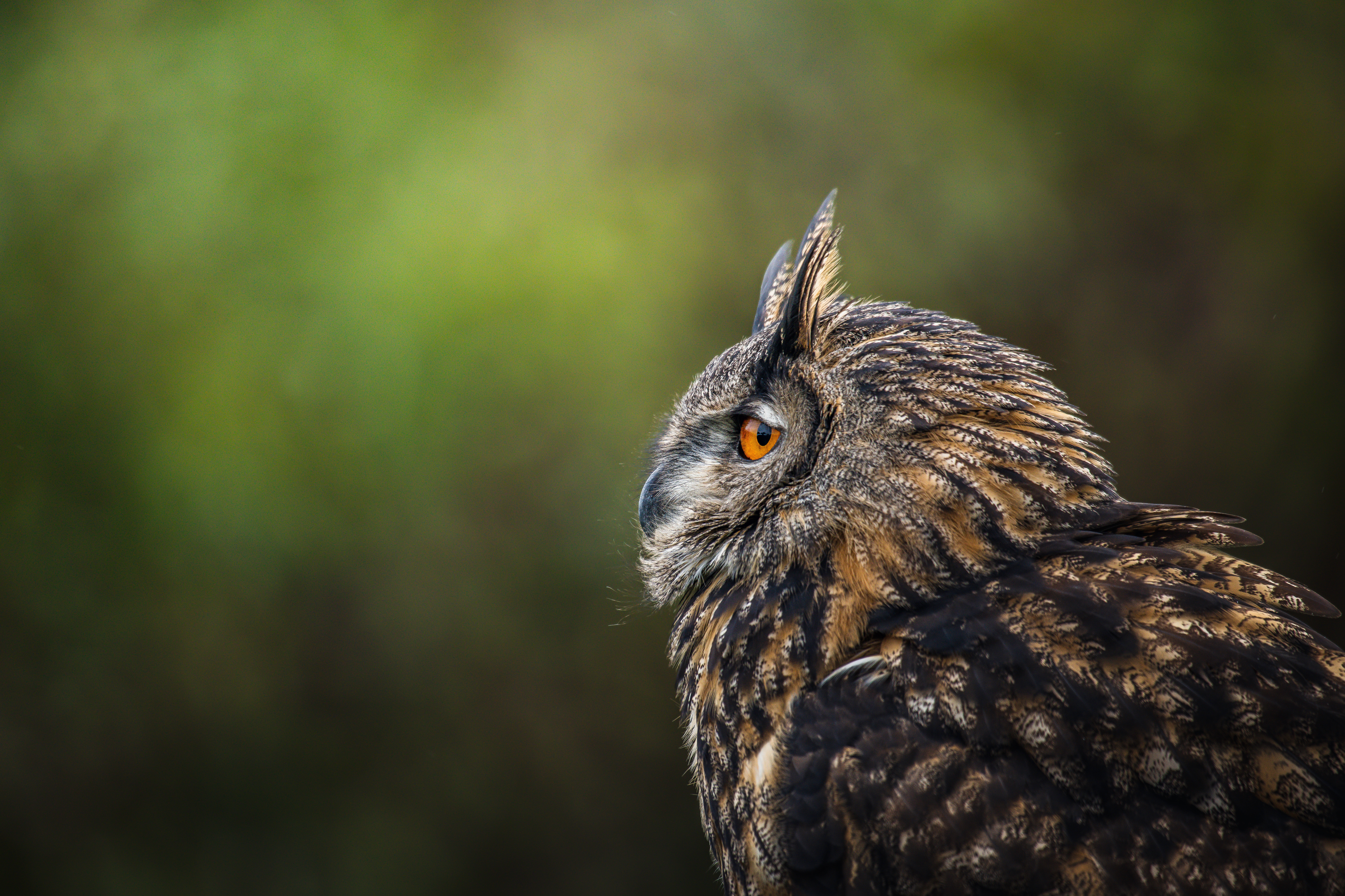 Animal Owl 8k Ultra HD Wallpaper by Jeremy Hynes