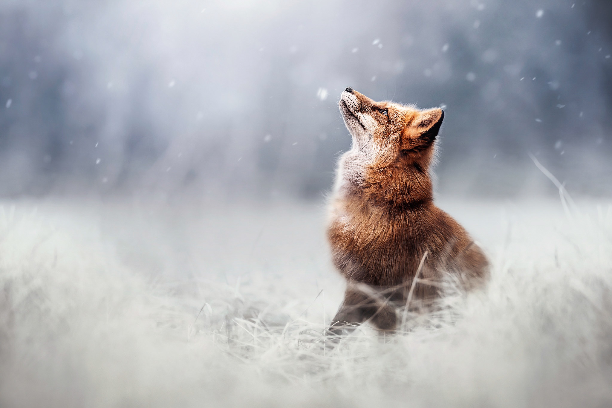 Premium Photo | A fox in the forest