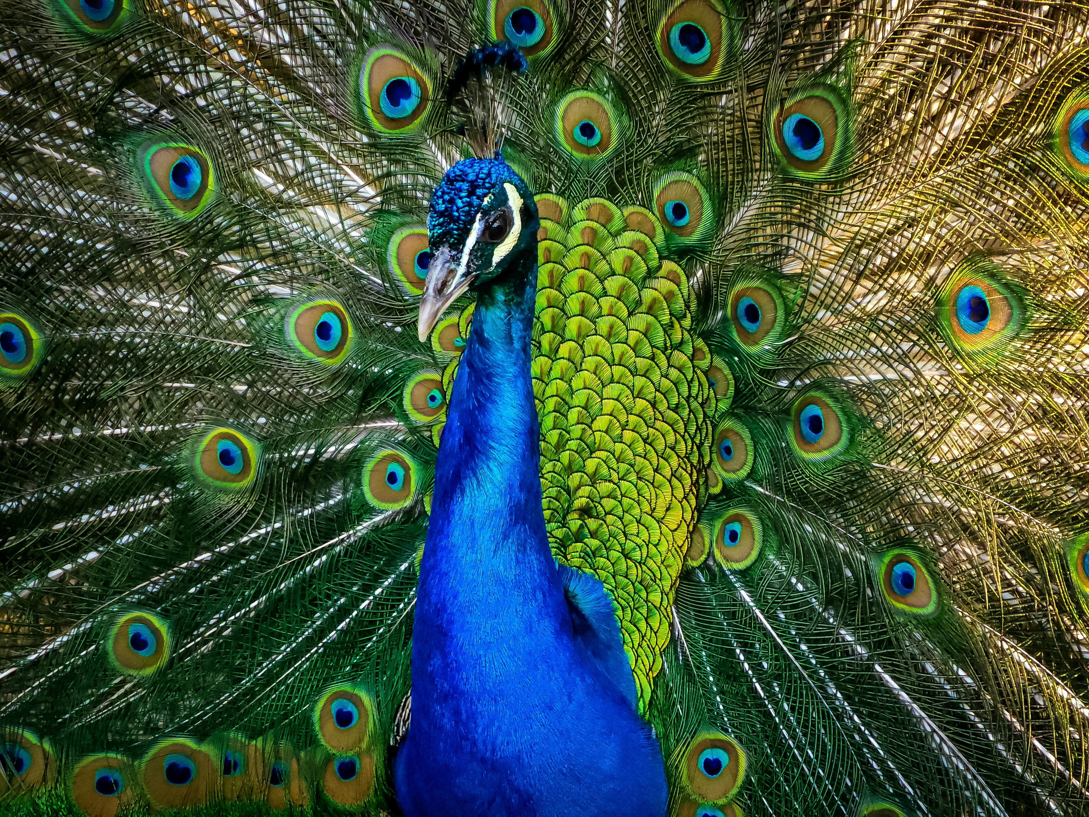 Premium Photo | Peacock on branch wallpaper. colorful flowers 3d mural  background. wall canvas poster art