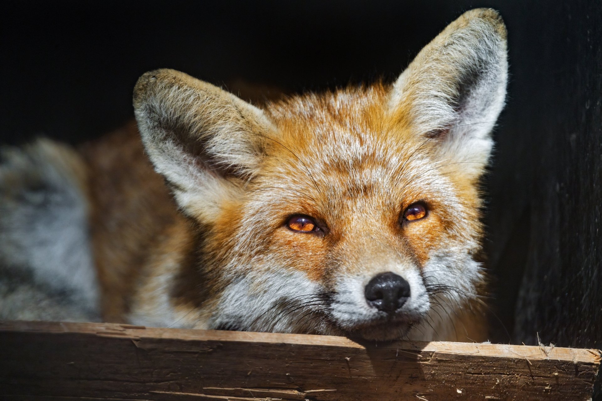 Close-up of a red fox animal resting with amber eyes and detailed fur, presented as a 4K Ultra HD PC desktop wallpaper and background.