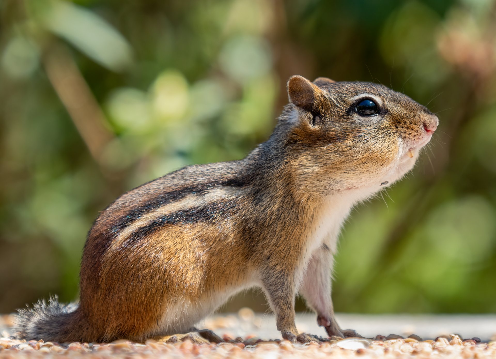 Download Animal Chipmunk 4k Ultra HD Wallpaper by Rhododendrites