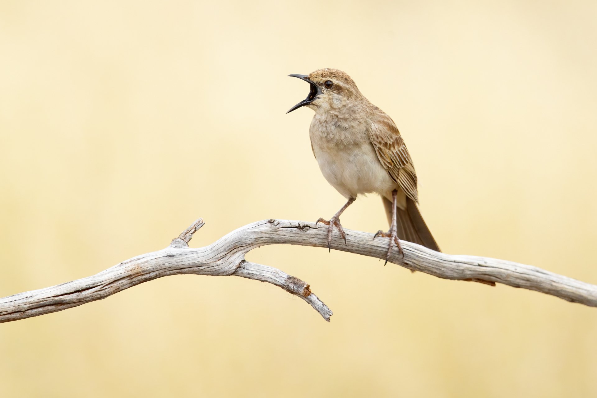 Download Rufous Songlark Animal Bird HD Wallpaper by JJ Harrison