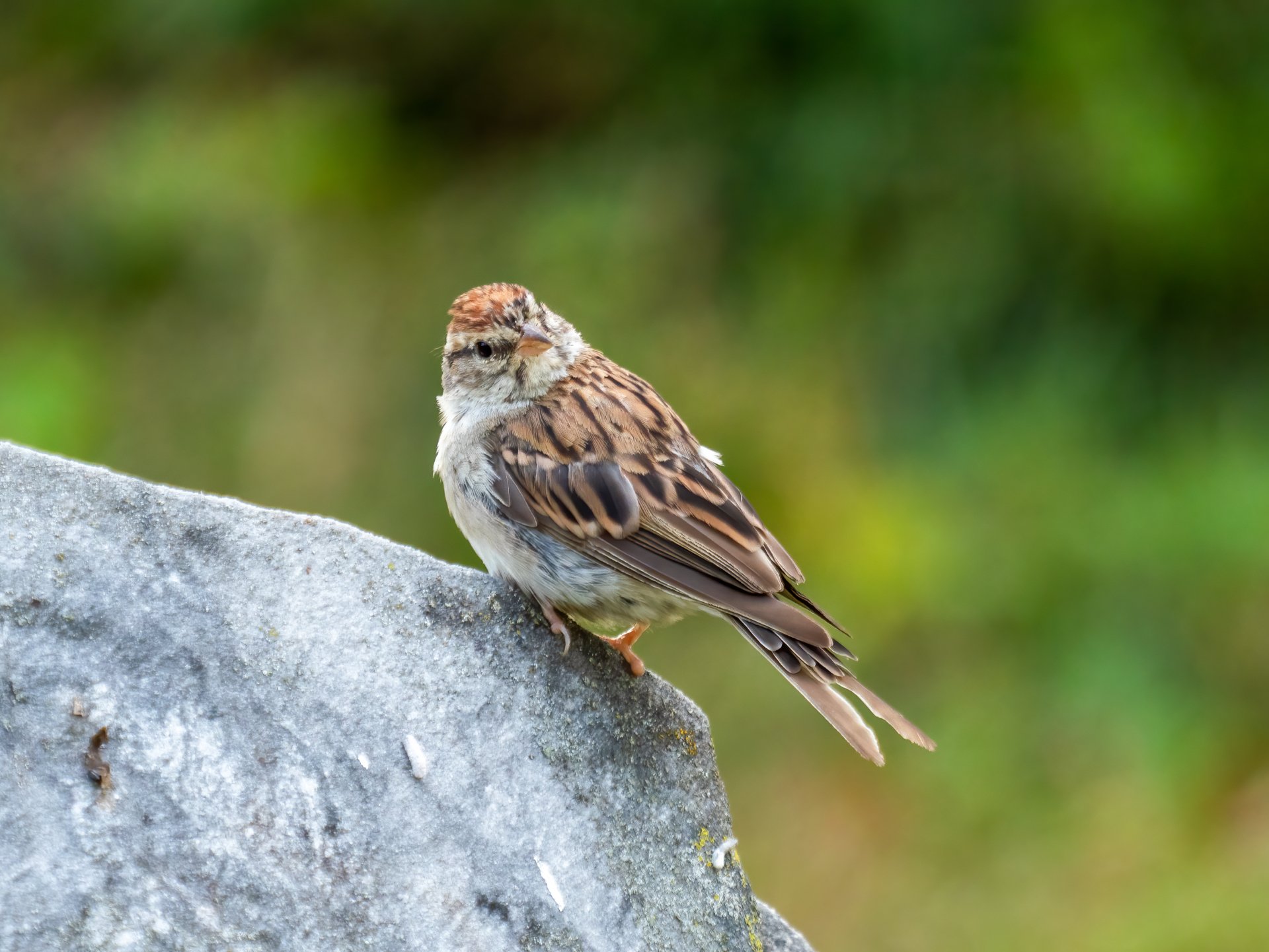 Chipping Sparrow HD Majesty by Rhododendrites