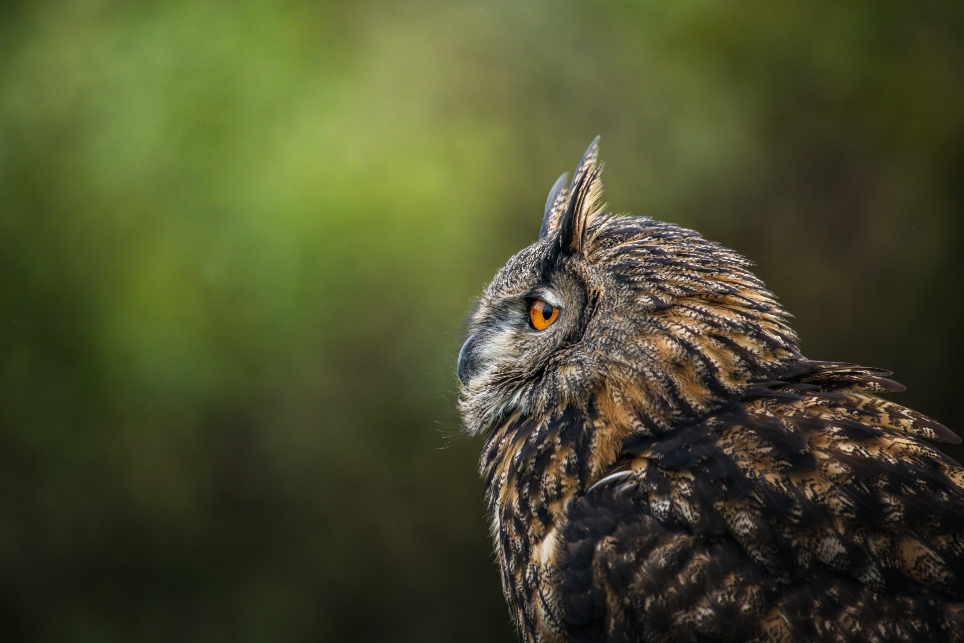 Download Eurasian Eagle-owl Animal Owl 8k Ultra HD Wallpaper by Jeremy ...