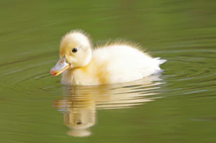 duckling Animal duck HD Desktop Wallpaper | Background Image