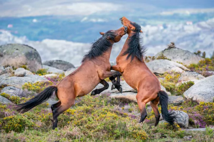 Two horses rearing and playfully interacting amidst rocky terrain under a bright sky, rendered in detailed 4K Ultra HD as a PC desktop wallpaper.