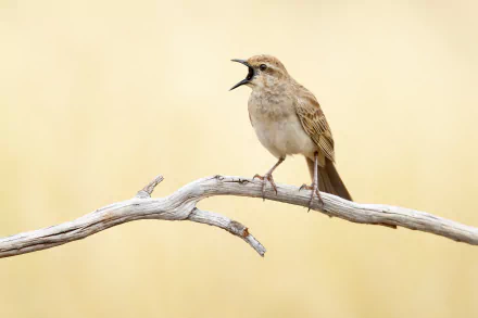  Rufous songlark (Cincloramphus mathewsi), Lake Cargelligo, New South Wales, Australia by JJ Harrison