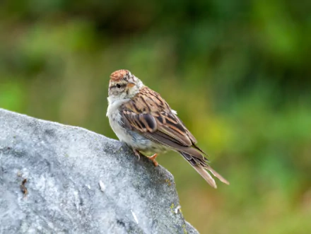  Chipping sparrow in Green-Wood Cemetery - Brooklyn, NY, USA by Rhododendrites
